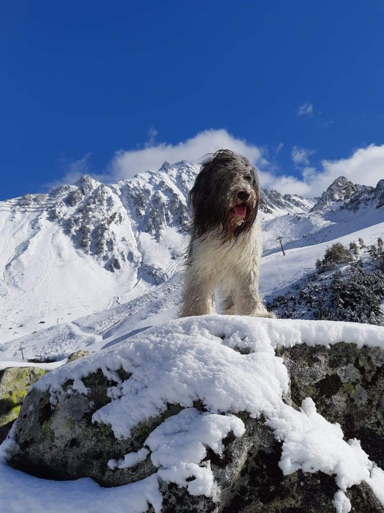 du domaine des Pinchinats - Le Domaine des Pinchinats espère des chiots pour 2021