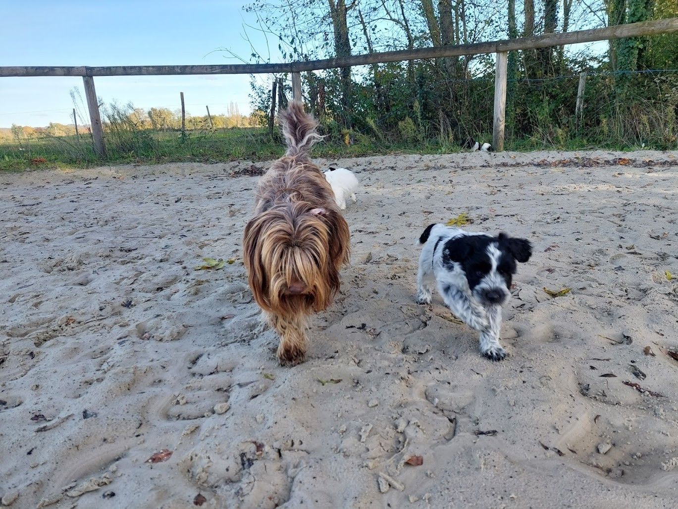 Nos petits amours ont tous trouvé une super famille !