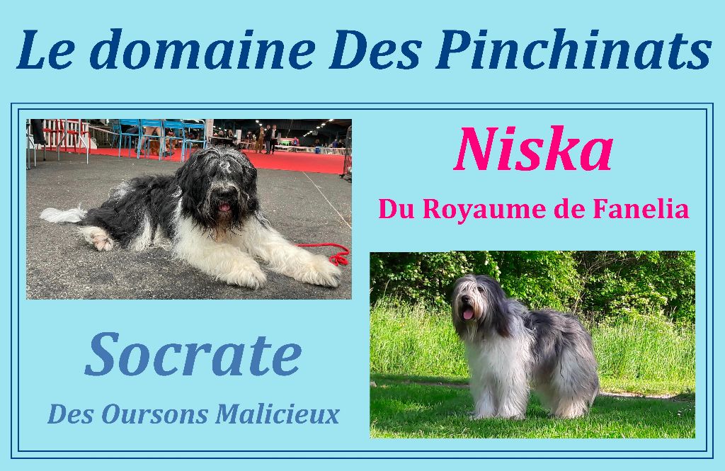 du domaine des Pinchinats - Nous vous avions annoncé une année riche en bébés ...
