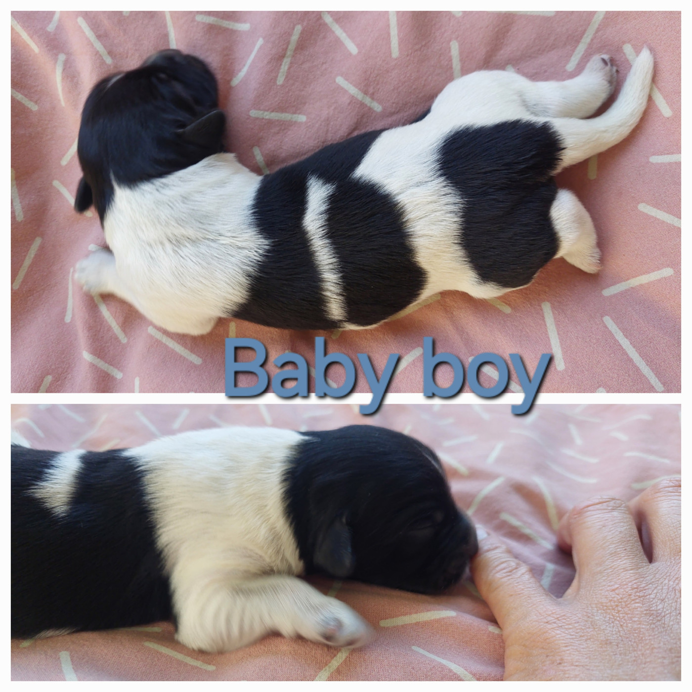 du domaine des Pinchinats - Chiots disponibles - Schapendoes