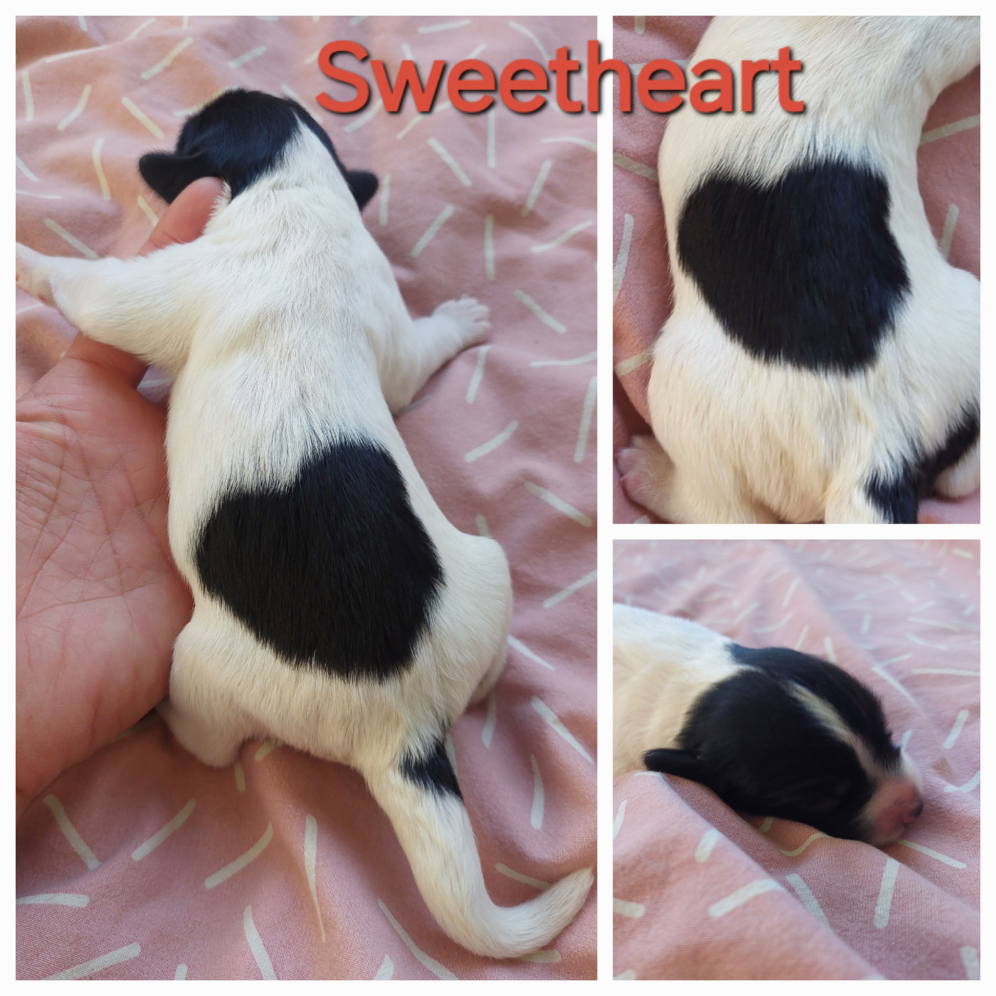 du domaine des Pinchinats - Chiots disponibles - Schapendoes