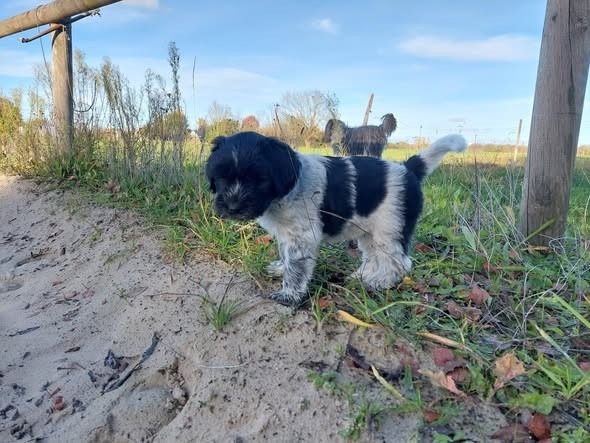 du domaine des Pinchinats - Schapendoes - Portée née le 18/09/2025