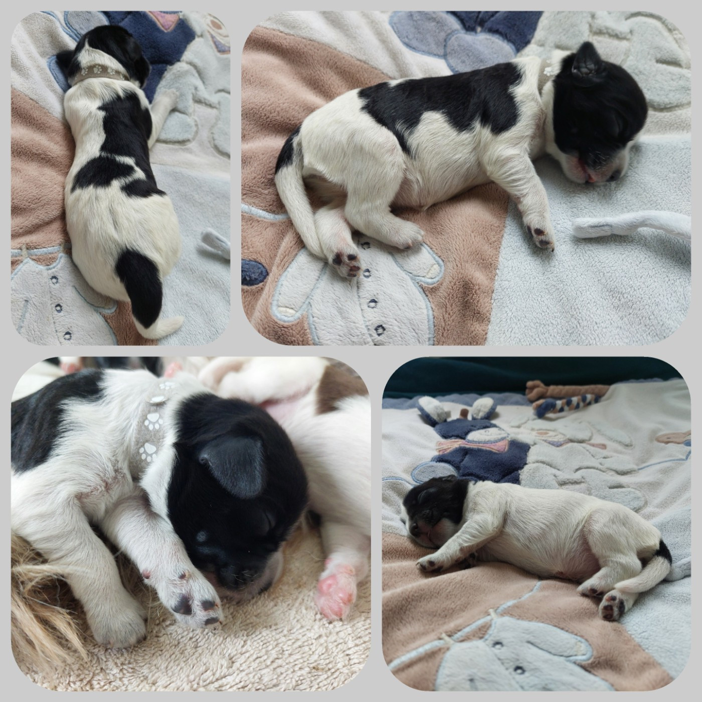 du domaine des Pinchinats - Chiots disponibles - Schapendoes