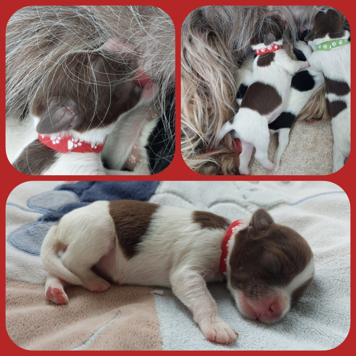 du domaine des Pinchinats - Chiots disponibles - Schapendoes